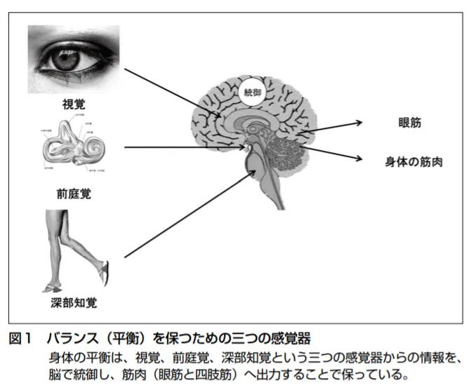平衡感覚