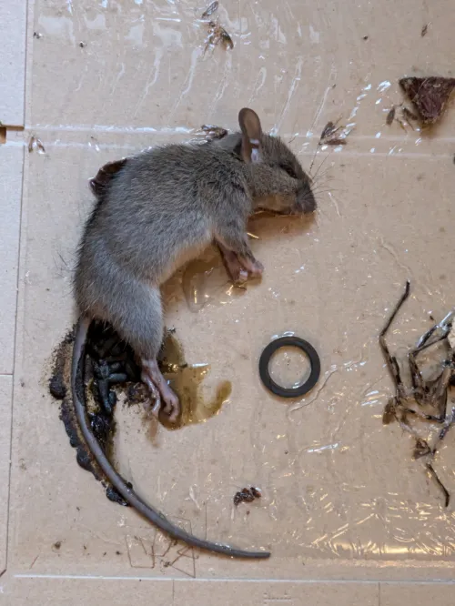 粘着シートに引っかかったネズミの死骸